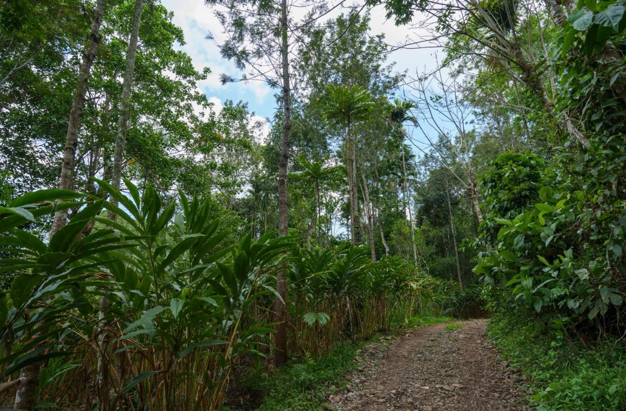 Mystic Trees, Kumily Διαμέρισμα Thekkady Εξωτερικό φωτογραφία