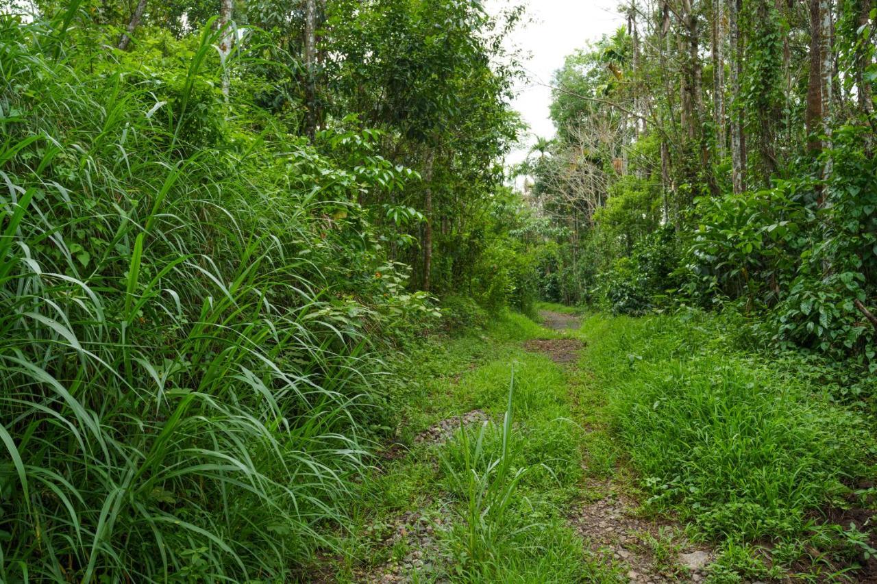 Mystic Trees, Kumily Διαμέρισμα Thekkady Εξωτερικό φωτογραφία