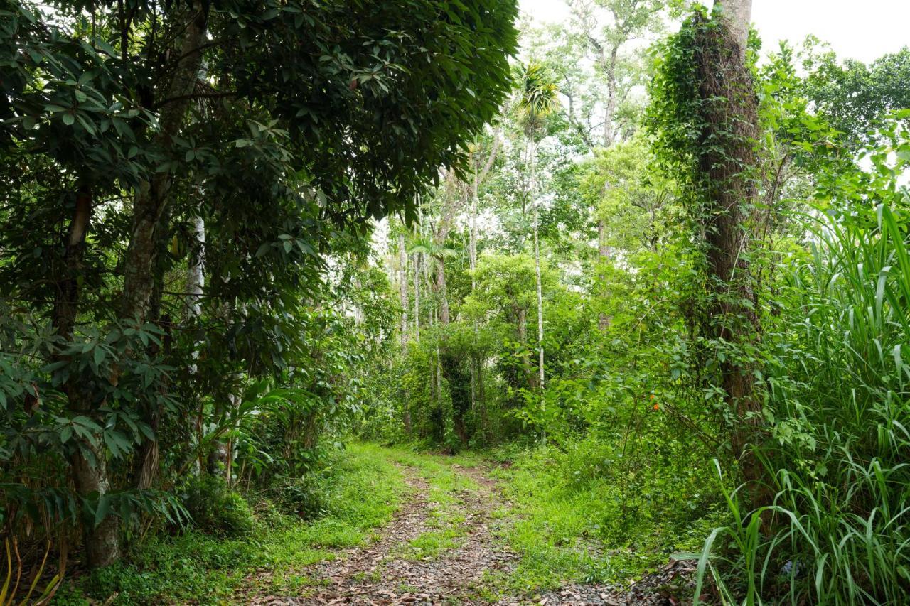 Mystic Trees, Kumily Διαμέρισμα Thekkady Εξωτερικό φωτογραφία